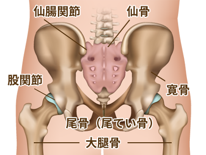 尾骨（尾てい骨）