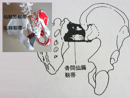 仙腸関節と靭帯